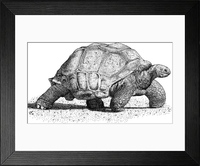 Framed Print : Aldabra Tortoise Framed Print : Aldabra Tortoise