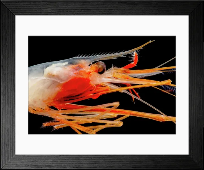 Framed Print : Deep Sea Shrimp (Bathypalaemonella serratipalma) Framed Print : Deep Sea Shrimp (Bathypalaemonella serratipalma)