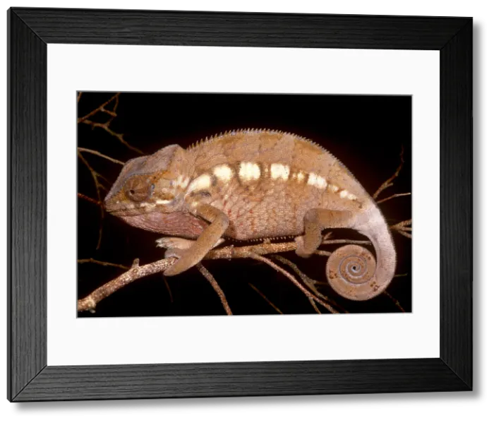 Framed Print : Oustalet's Chameleon