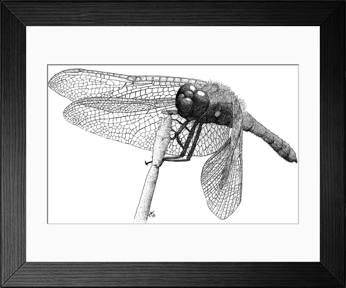 Framed Print : Cardinal Meadowhawk Dragonfly Framed Print : Cardinal Meadowhawk Dragonfly