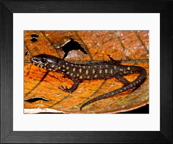 Framed Print : Yellow Spotted Tropical Night Lizard