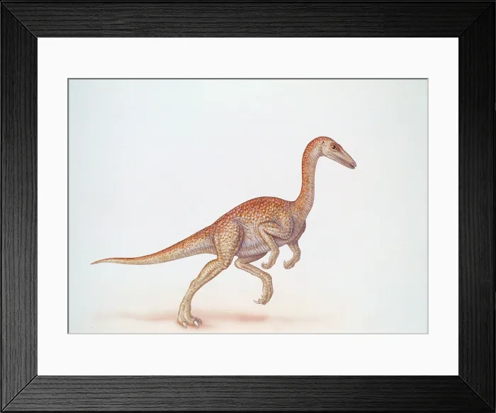 Framed Print : Ornithomimus Framed Print : Ornithomimus