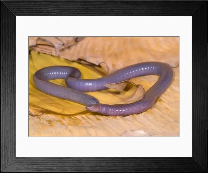 Framed Print : Congo Caecilian