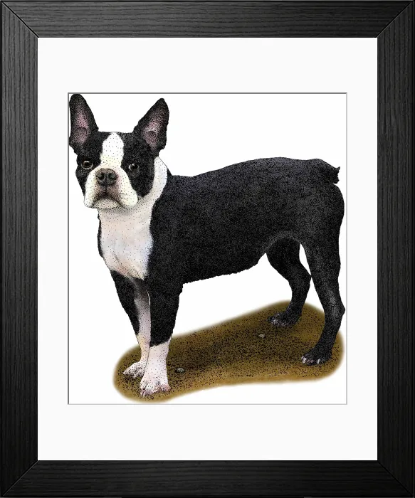 Framed Print : Boston Terrier Framed Print : Boston Terrier