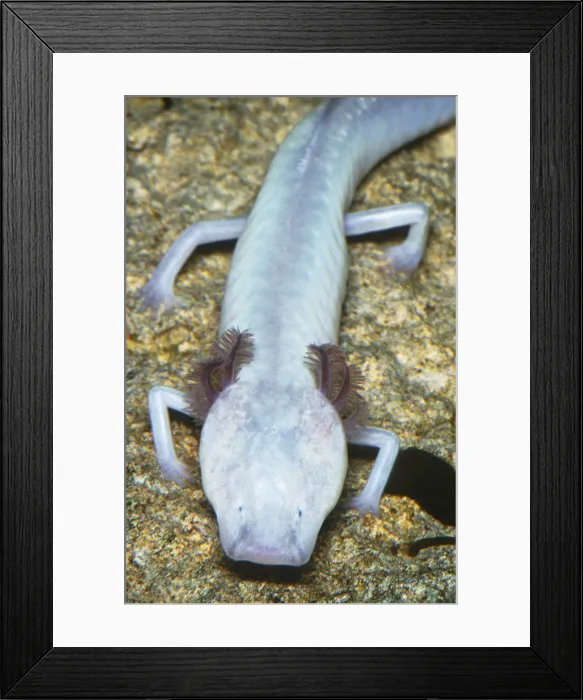 Framed Print : Texas Blind Cave Salamander Framed Print : Texas Blind Cave Salamander