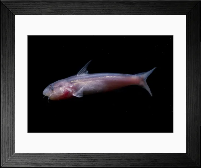 Framed Print : Amazon River Catfish