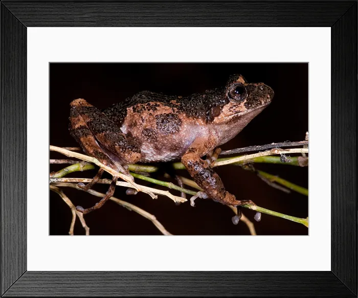 Framed Print : Gray Wood Frog Framed Print : Gray Wood Frog