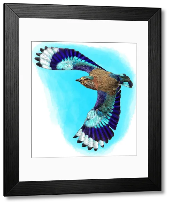 Framed Print : Indian Roller Framed Print : Indian Roller