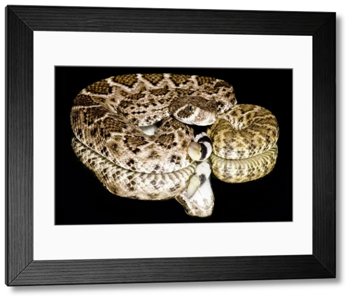 Framed Print : Juvenile Western Diamondback Rattlesnake Framed Print : Juvenile Western Diamondback Rattlesnake