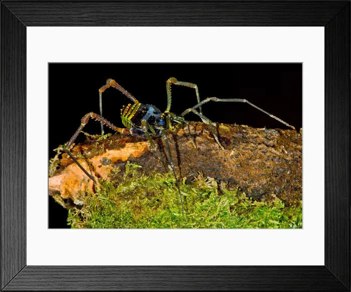 Framed Print : Colorful Harvestman