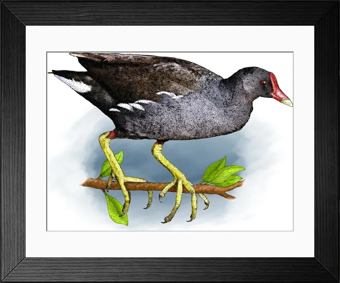 Framed Print : Common moorhen Framed Print : Common moorhen
