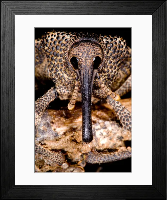 Framed Print : Bark Weevil Framed Print : Bark Weevil