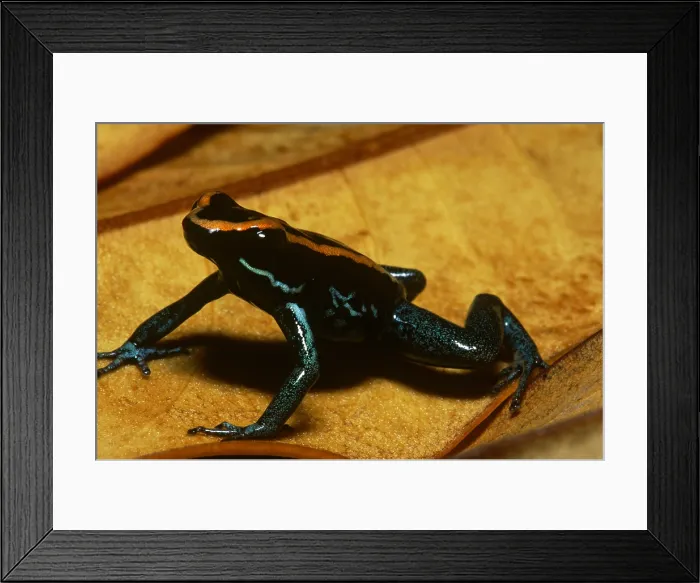 Framed Print : Golfodulcean Poison Frog Framed Print : Golfodulcean Poison Frog
