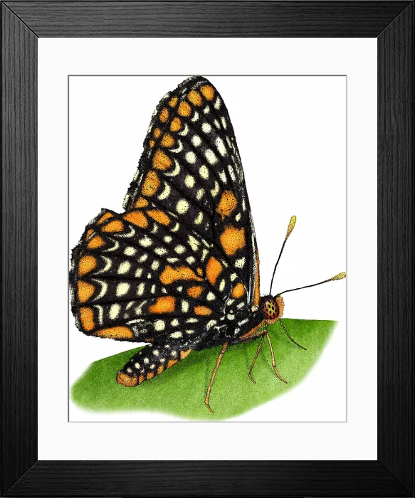 Framed Print : Baltimore Checkerspot Butterfly Framed Print : Baltimore Checkerspot Butterfly