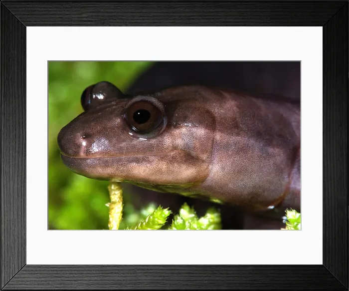 Framed Print : Red Hills Salamander Framed Print : Red Hills Salamander