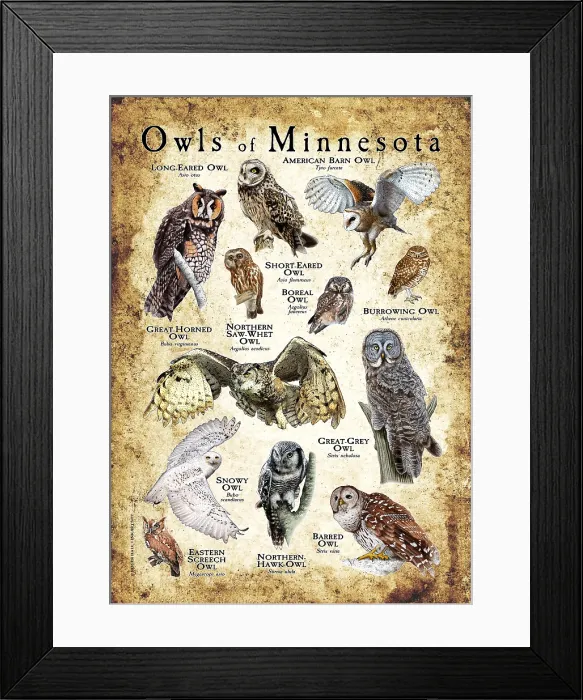 Framed Print : Owls of Minnesota Framed Print : Owls of Minnesota
