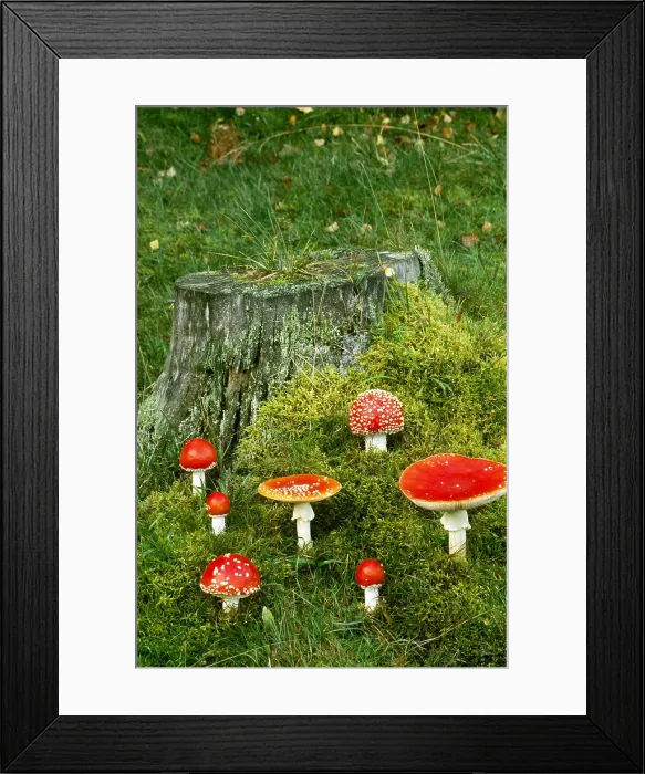 Framed Print : Fly Agaric Mushrooms