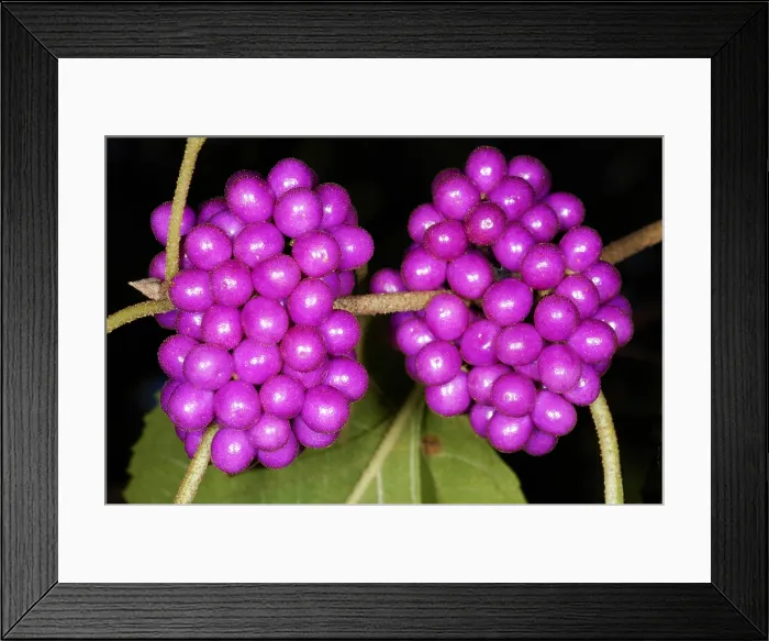 Framed Print : American Beautyberry