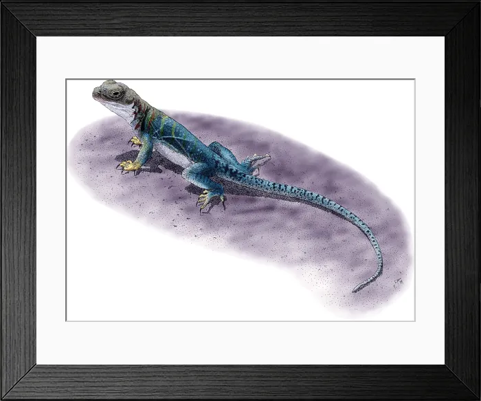 Framed Print : Collared Lizard