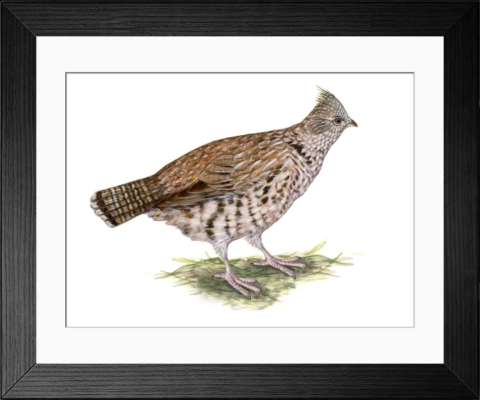 Framed Print : Ruffed Grouse Framed Print : Ruffed Grouse