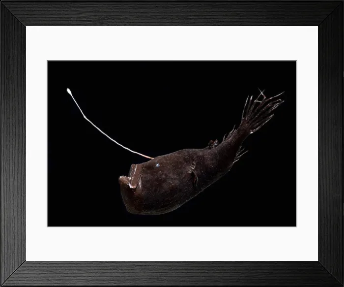 Framed Print : Stargazing Seadevil (Ceratius uranoscopus)