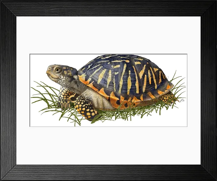 Framed Print : Ornate Box Turtle Framed Print : Ornate Box Turtle