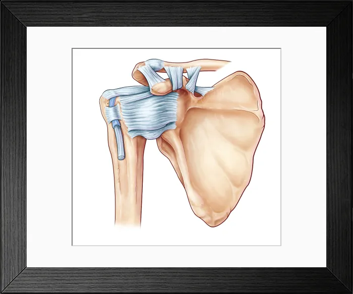 Framed Print : Shoulder Ligaments, illustration