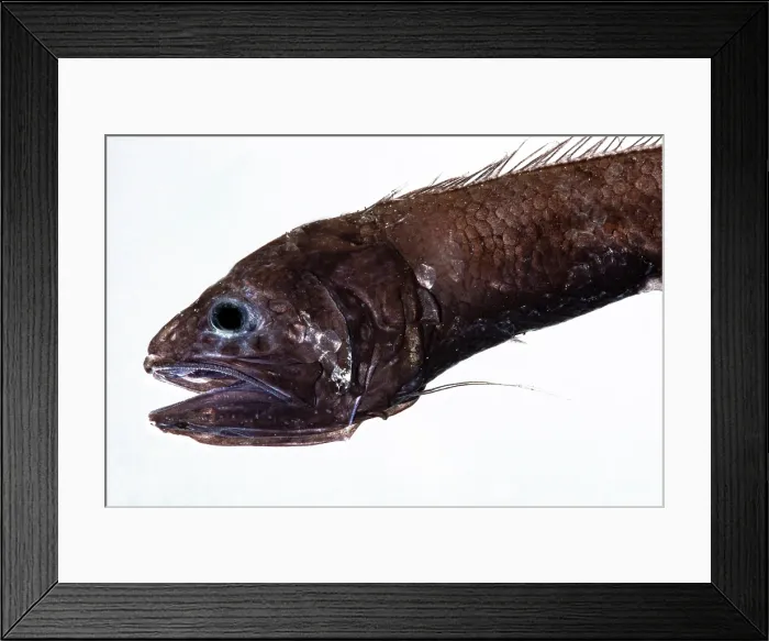 Framed Print : Cusk Eel (Bassozetus compressus) Framed Print : Cusk Eel (Bassozetus compressus)