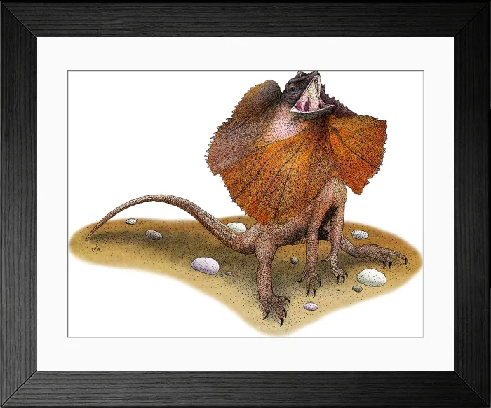 Framed Print : Frill-Necked Lizard Framed Print : Frill-Necked Lizard
