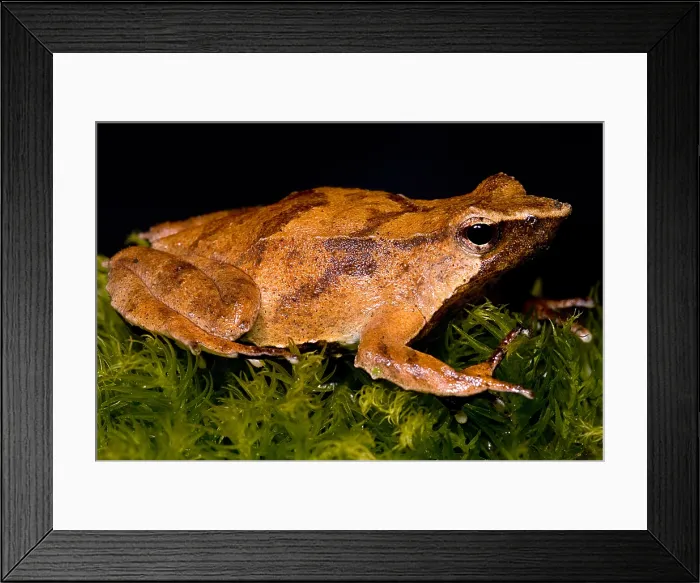 Framed Print : Darwin's Frog Framed Print : Darwin's Frog