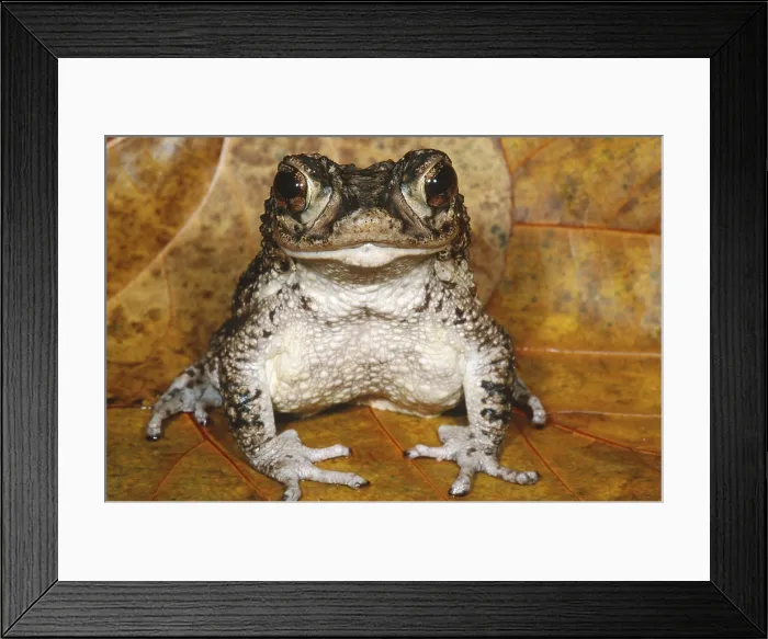 Framed Print : Puerto Rican Crested Toad Framed Print : Puerto Rican Crested Toad