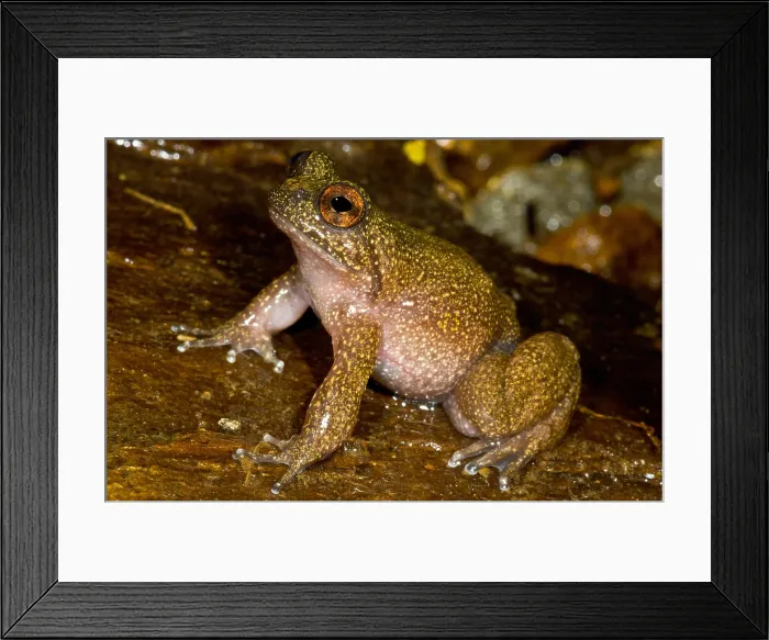 Framed Print : Mehuin Green Frog