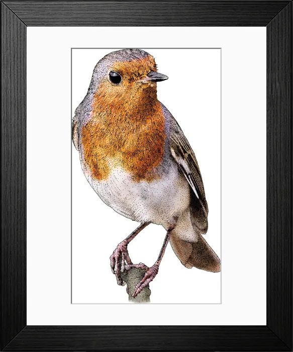 Framed Print : European Robin Framed Print : European Robin
