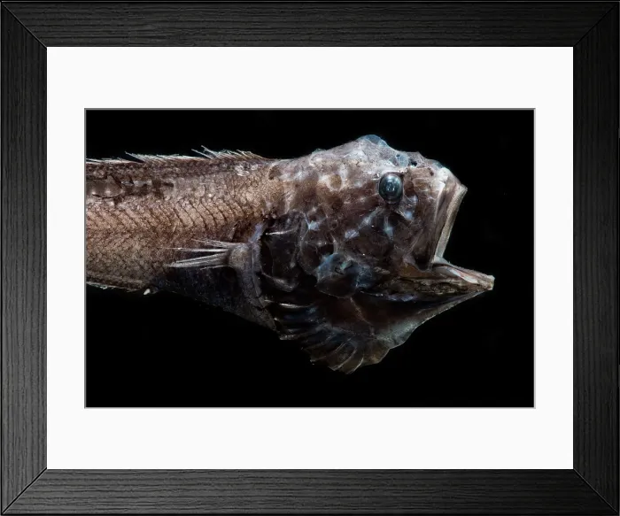 Framed Print : Arrowtail (Melanonus zugmayeri) Framed Print : Arrowtail (Melanonus zugmayeri)