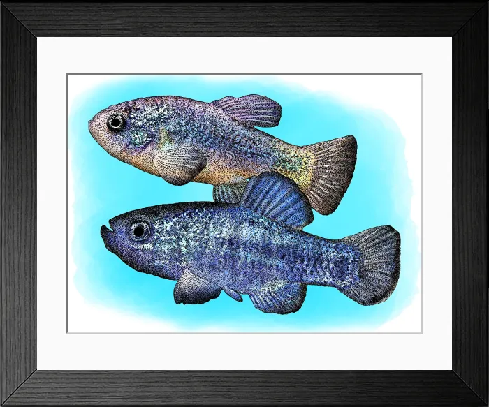 Framed Print : Death Valley Pupfish, Illustration Framed Print : Death Valley Pupfish, Illustration