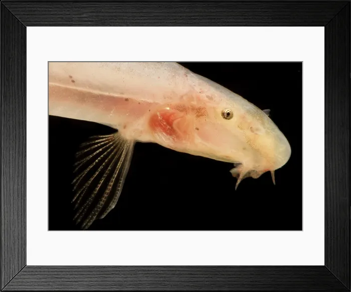 Framed Print : Blind Cave Loach (Bibarba parvoculus) Framed Print : Blind Cave Loach (Bibarba parvoculus)
