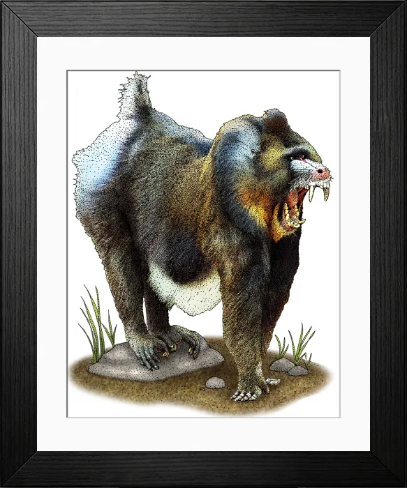Framed Print : Mandrill. Illustration of a Mandrill (Mandrillus sphinx) Framed Print : Mandrill. Illustration of a Mandrill (Mandrillus sphinx)