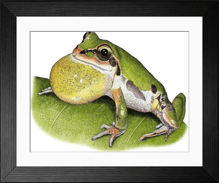 Framed Print : Ornate Chorus Frog Framed Print : Ornate Chorus Frog