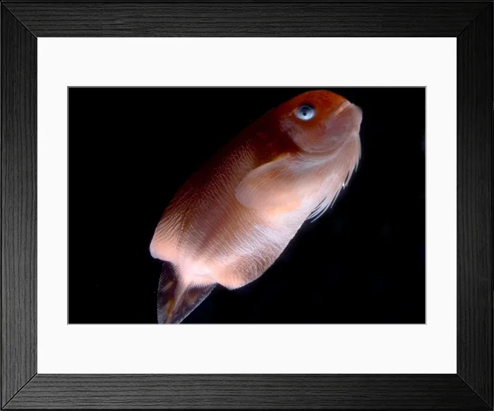Framed Print : Pink-Bearded Snailfish