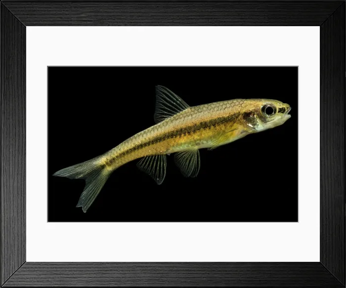 Framed Print : Cape Fear Shiner (Notropis mekistocholas) Framed Print : Cape Fear Shiner (Notropis mekistocholas)