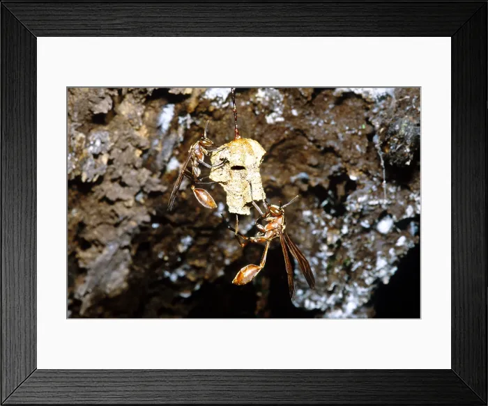 Framed Print : Paper Wasps on Nest, Bolivia Framed Print : Paper Wasps on Nest, Bolivia