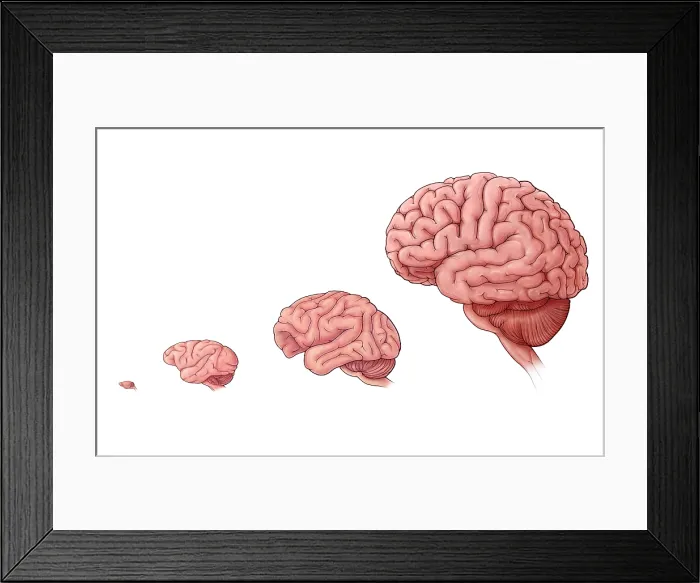 Framed Print : Brain Size Comparison Framed Print : Brain Size Comparison