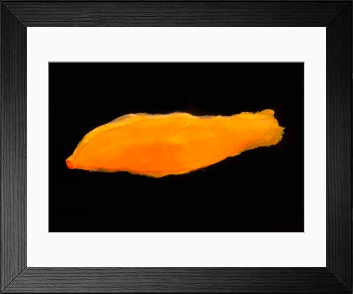 Framed Print : The deep water flatworm, Bathynemertes sp