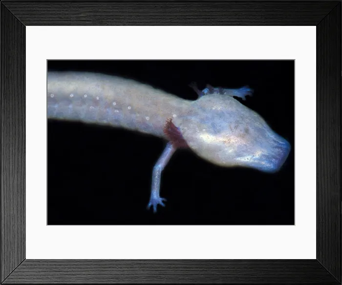 Framed Print : Texas Blind Salamander Framed Print : Texas Blind Salamander