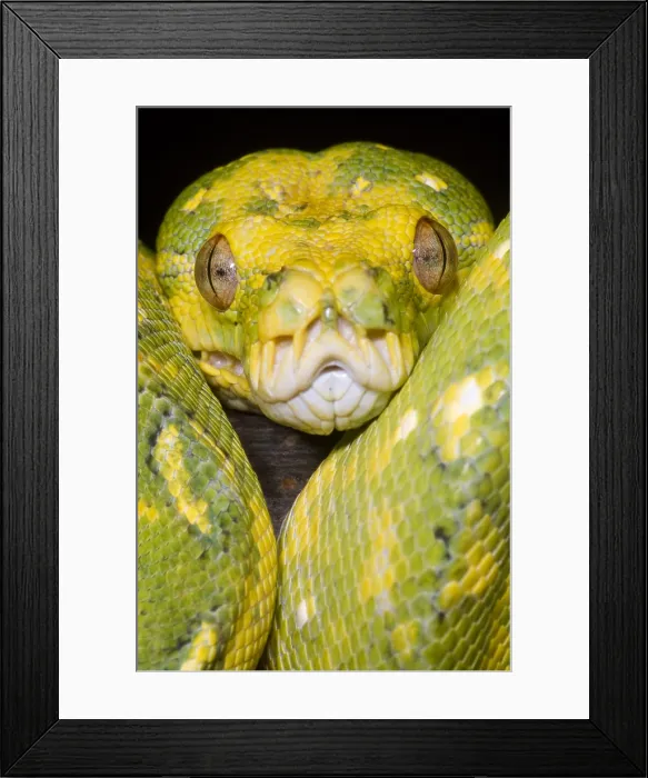 Framed Print : Green Tree Python Framed Print : Green Tree Python