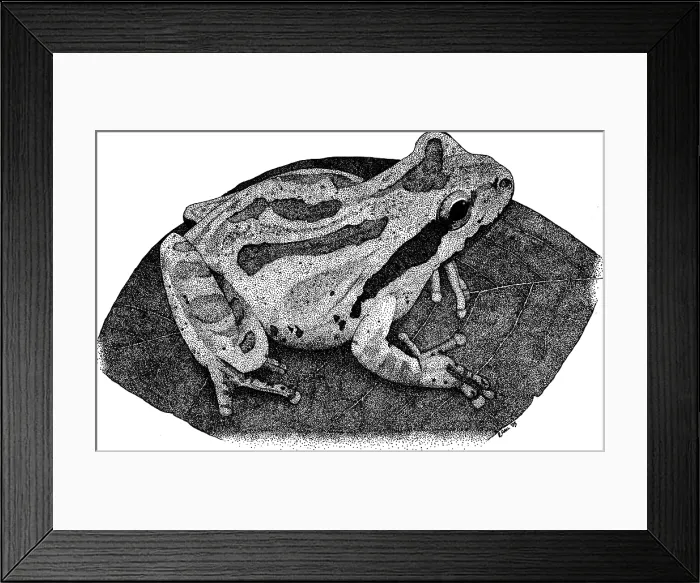Framed Print : Pacific Chorus Frog Framed Print : Pacific Chorus Frog