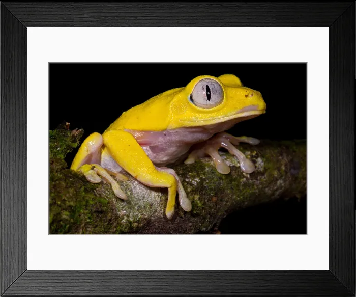 Framed Print : Red-Eyed Treefrog, Xanthic form Framed Print : Red-Eyed Treefrog, Xanthic form