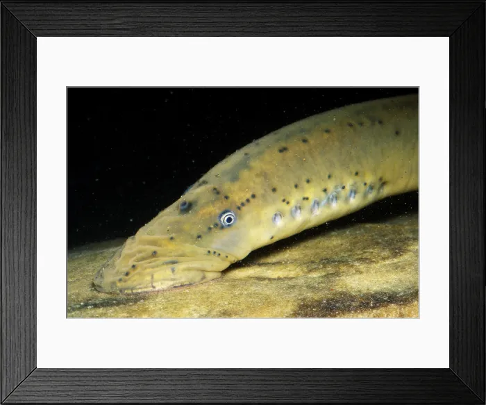 Framed Print : Chestnut Lamprey Framed Print : Chestnut Lamprey