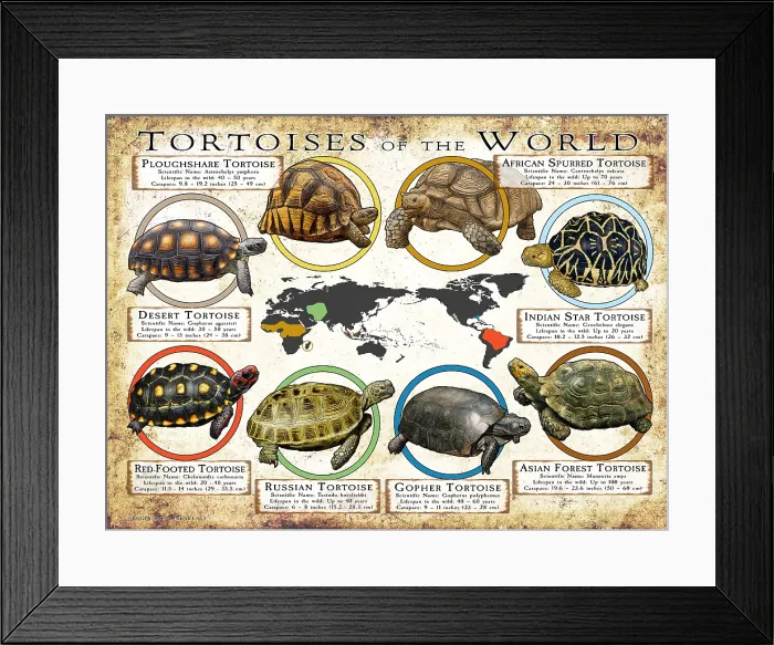 Framed Print : Tortoises of the World Framed Print : Tortoises of the World