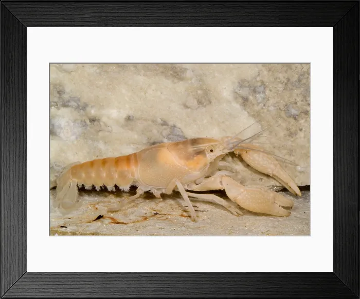 Framed Print : Miami Cave Crayfish Framed Print : Miami Cave Crayfish